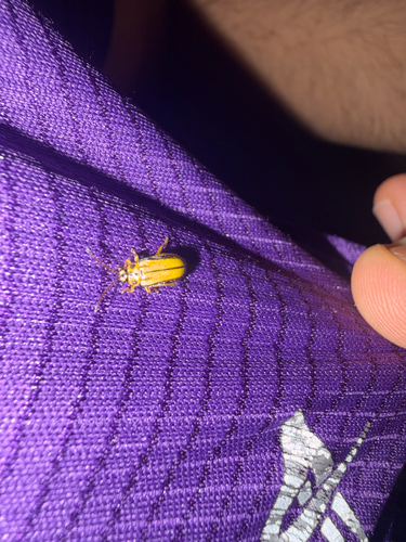 Elm Leaf Beetle