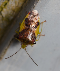 Elasmostethus nubilus