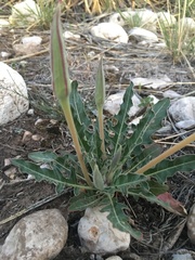 Oenothera brachycarpa