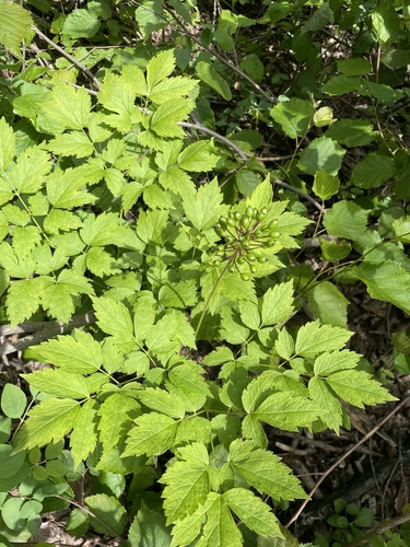 red baneberry
