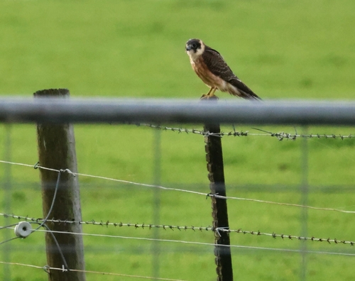 Australian Hobby