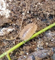 Porcellio laevis