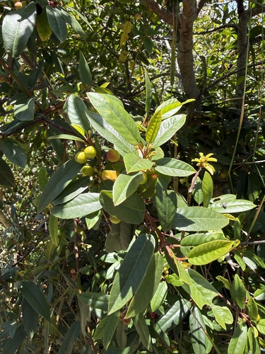 iNaturalist observation photo of coffeeberry