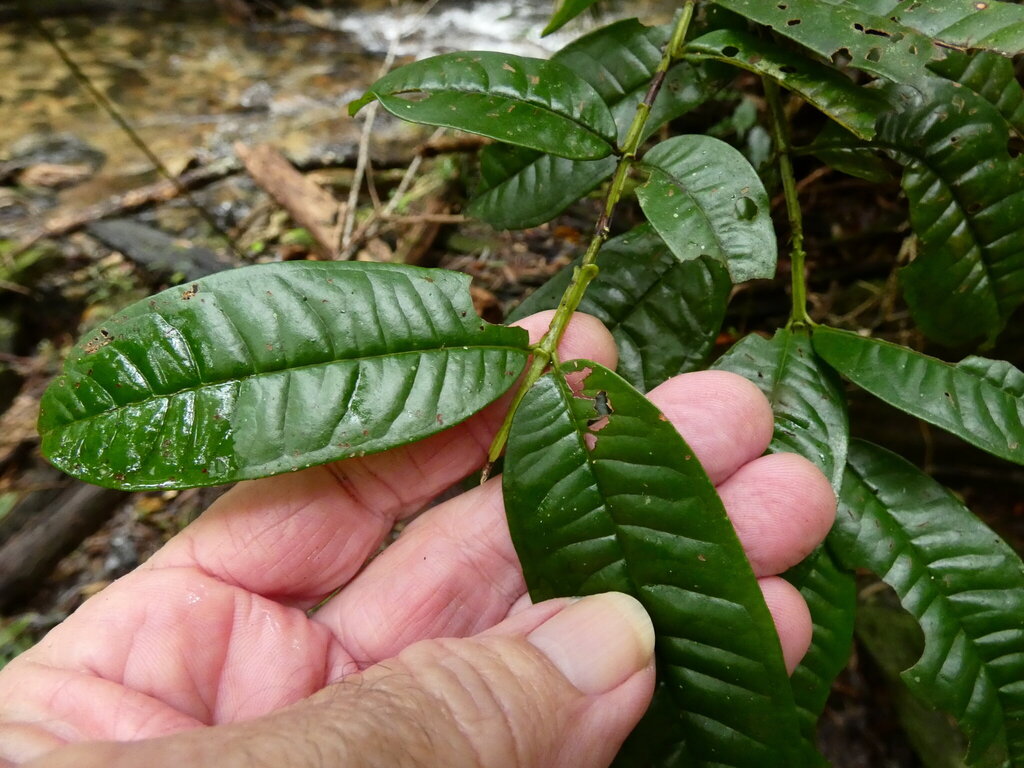 Syzygium alatoramulum; photograph (c) Steve Fitzgerald, some rights reserved (CC BY-SA)