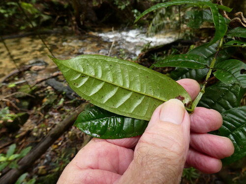 Syzygium alatoramulum, photograph 1