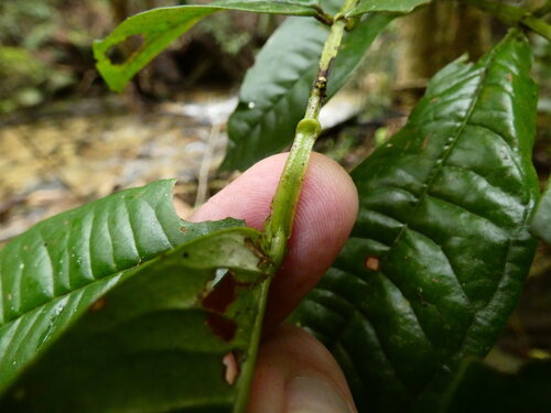 Syzygium alatoramulum, photograph 2