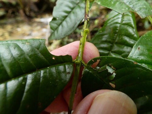 Syzygium alatoramulum, photograph 3