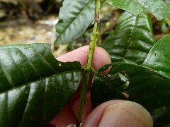 (c) Steve Fitzgerald, some rights reserved (CC BY-SA) Syzygium alatoramulum, photograph (c) Steve Fitzgerald, some rights reserved (CC BY-SA)