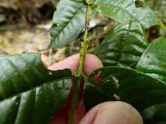 (c) Steve Fitzgerald, some rights reserved (CC BY-SA) Syzygium alatoramulum, photograph (c) Steve Fitzgerald, some rights reserved (CC BY-SA)