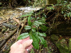 (c) Steve Fitzgerald, some rights reserved (CC BY-SA) Syzygium alatoramulum, photograph (c) Steve Fitzgerald, some rights reserved (CC BY-SA)