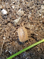 Porcellio laevis