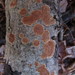 Hymenochaete cinnamomea - Photo (c) maricel patino, some rights reserved (CC BY-NC), uploaded by maricel patino