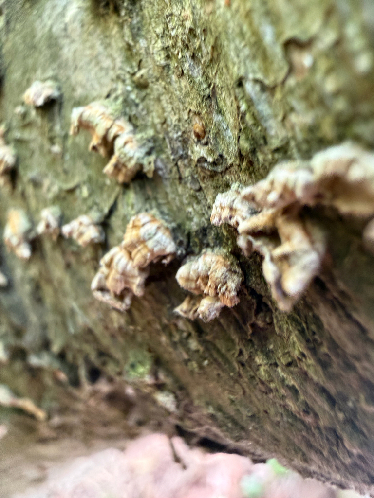 crowded parchment · July 2026 · photo: Photo: (c) Jeff, some rights reserved (CC BY) · iNaturalist