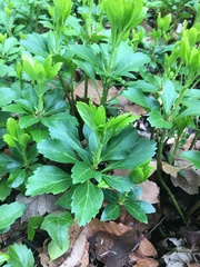 Pachysandra