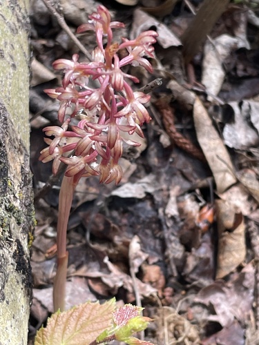 spotted coralroot