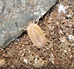 Porcellio laevis