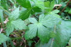 Geranium wilfordii