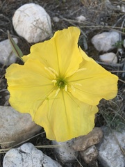 Oenothera brachycarpa