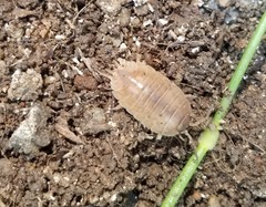 Porcellio laevis