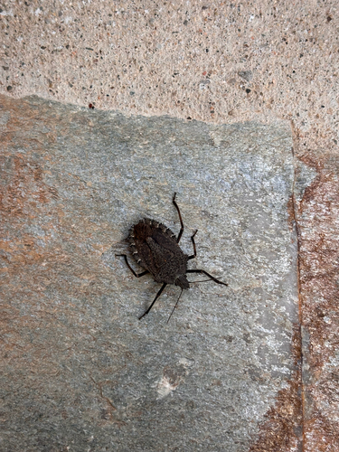 Mediterranean Spiny Stink Bug