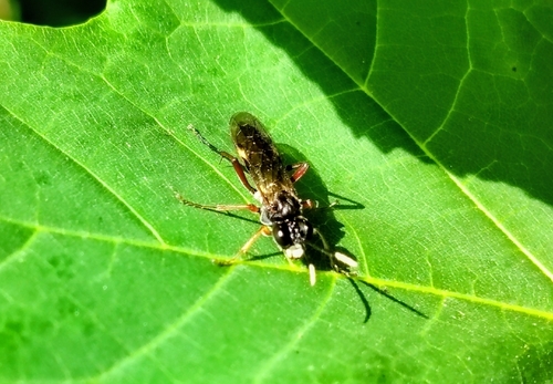 Variable Tenthredo