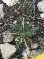 Oenothera brachycarpa
