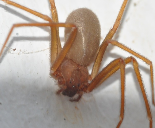 Mediterranean recluse