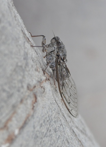 Cretan Cicada