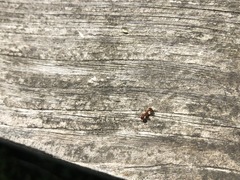 Myrmica specioides