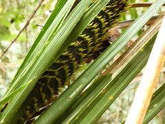 Calamus moti, photograph (c) Steve Fitzgerald, some rights reserved (CC BY-SA)