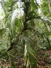 Calamus moti, photograph (c) Steve Fitzgerald, some rights reserved (CC BY-SA)