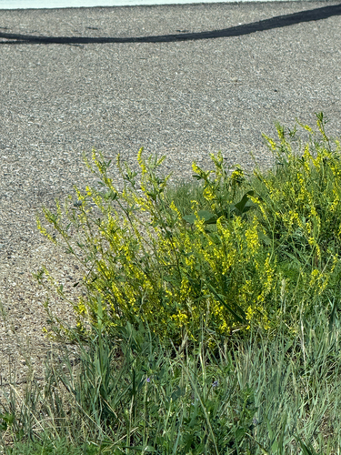 Yellow Sweetclover