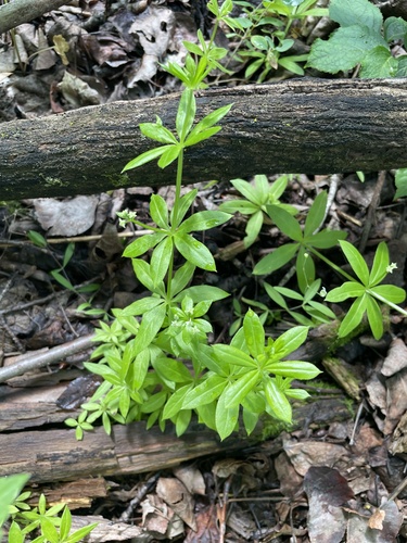 fragrant bedstraw