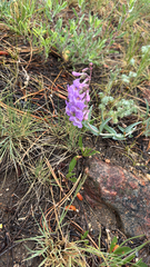 Penstemon secundiflorus
