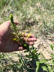 (c) Brandon Corder, some rights reserved (CC BY) Oenothera rhombipetala, photograph (c) Brandon Corder, some rights reserved (CC BY)
