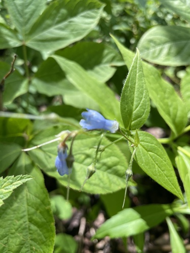 Tall Bluebell
