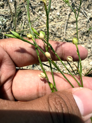 (c) Brandon Corder, some rights reserved (CC BY) Linum rigidum, photograph (c) Brandon Corder, some rights reserved (CC BY)