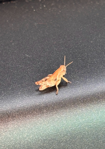 Common Maquis Grasshopper