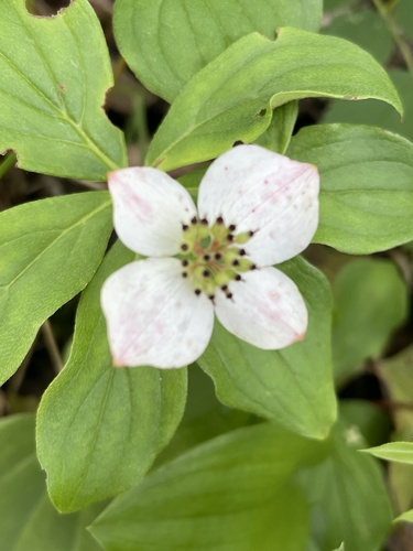 Canadian bunchberry