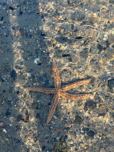 Spiny Starfish