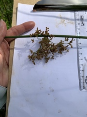 Juncus roemerianus