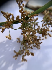 Juncus roemerianus
