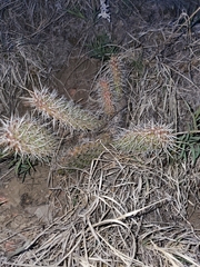 Opuntia fragilis