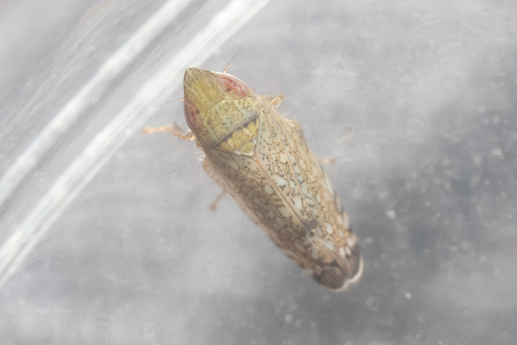 Scaphytopius cinereus