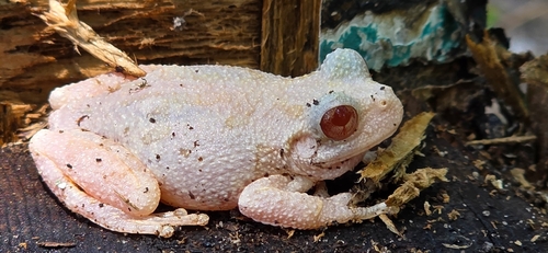 Cope's Gray Tree Frog photographed in South Carolina
