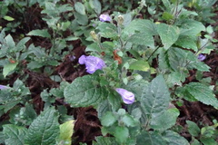 Strobilanthes rankanensis
