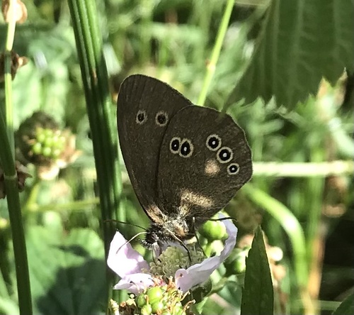 Ringlet