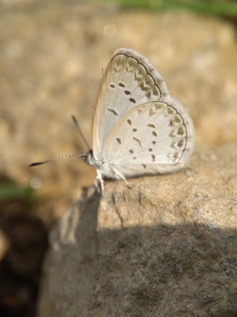 lesser-grass-blue-from-ngemplak-rt-01-rw-29-mojosongo-kec-jebres