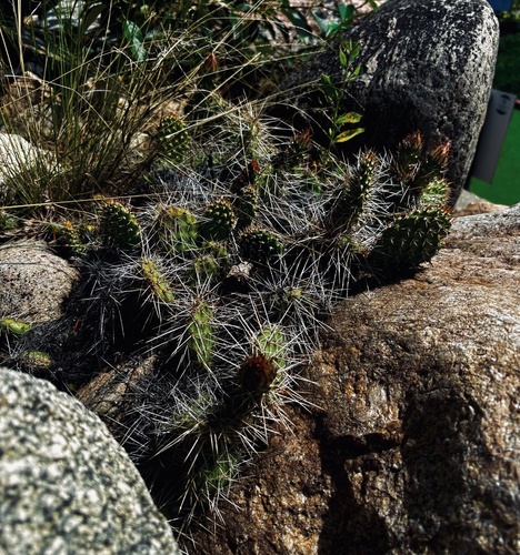 Plains Pricklypear