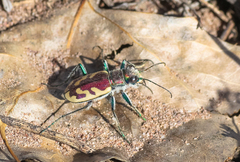 Cicindela lengi